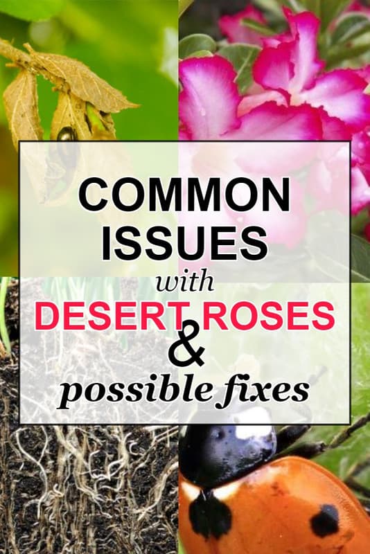 6 Common Issues with Desert Rose & Possible Fixes